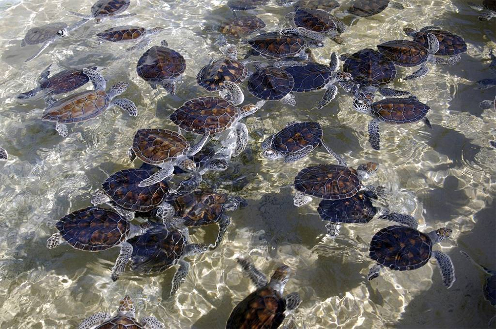 Черепахи Шри-Ланка