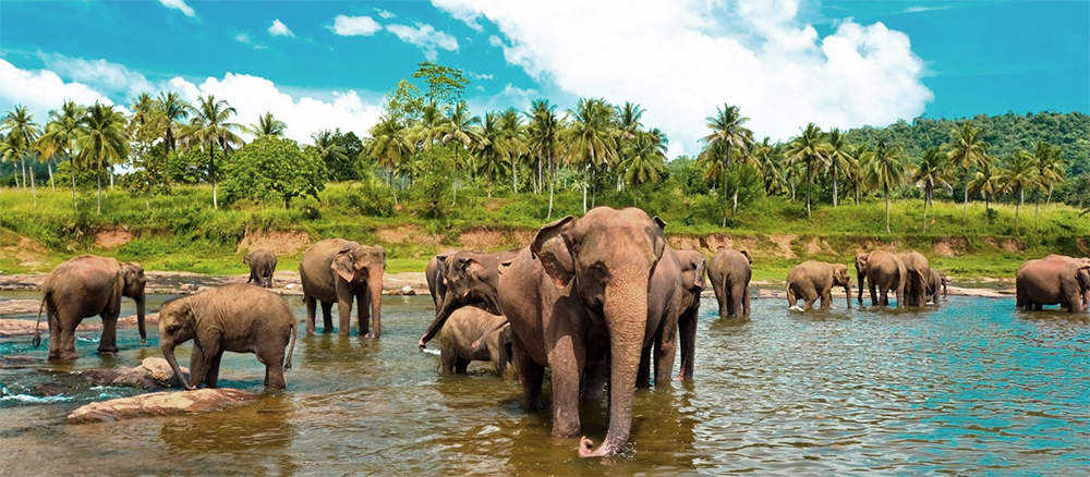 Где можно увидеть слонов на Шри-Ланке