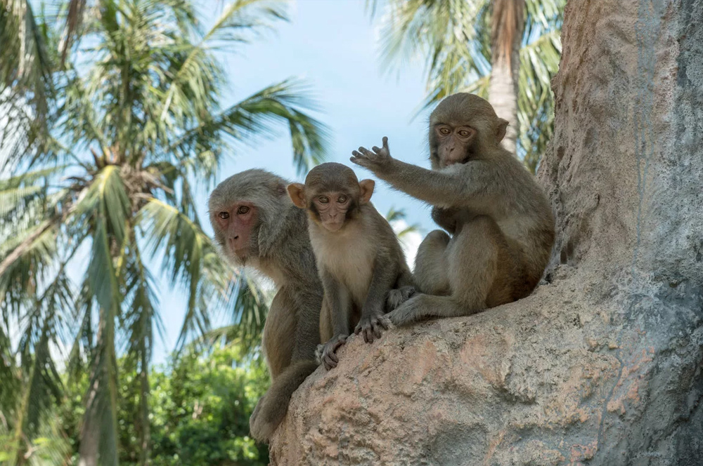остров обезьян в заливе Няфу