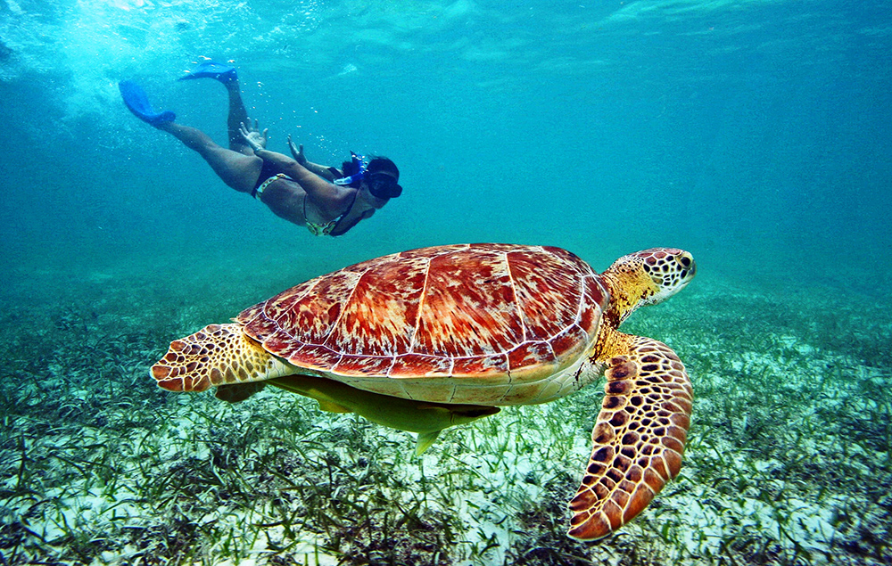 Пляж с черепахами на Шри-Ланке