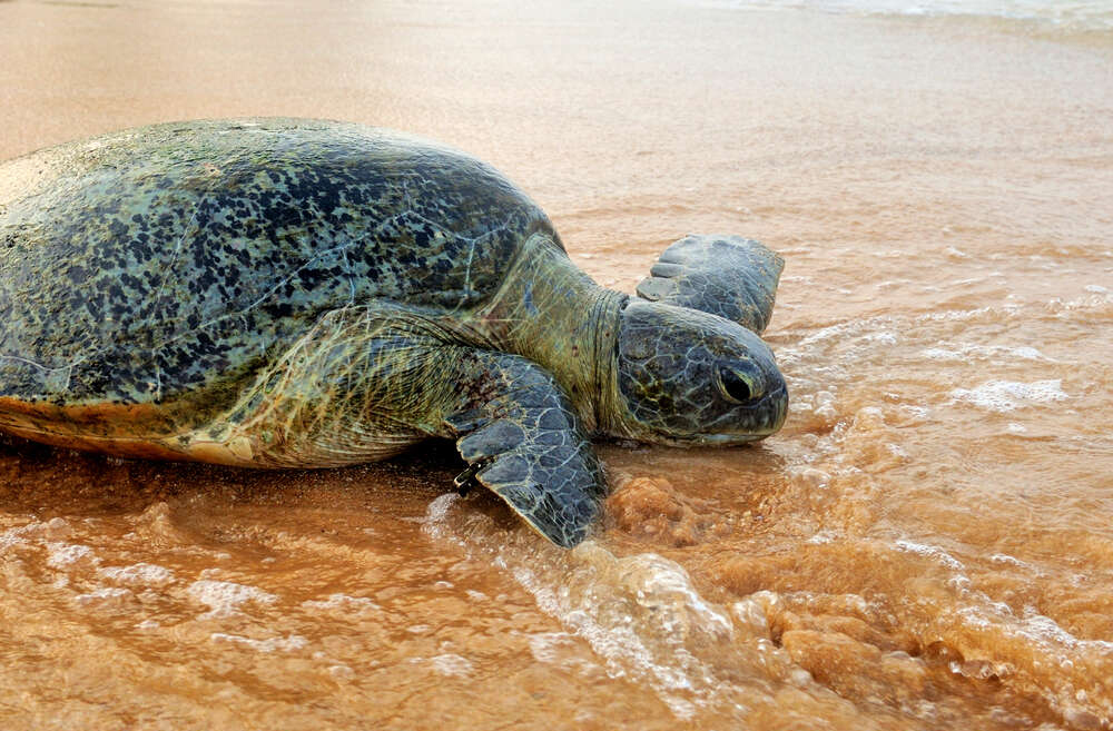 Морские черепахи на Шри-Ланке